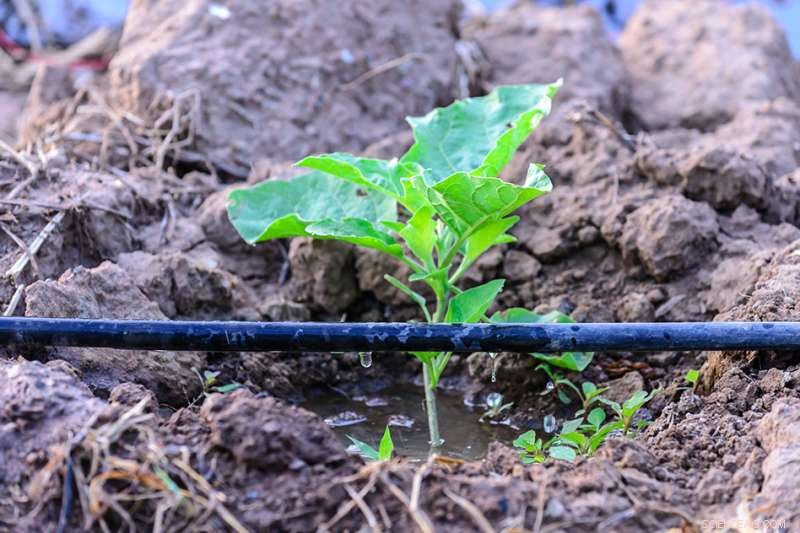 Innovative Design Cuts Costs and Energy Use for Drip Irrigation, Making It Accessible to More Farmers