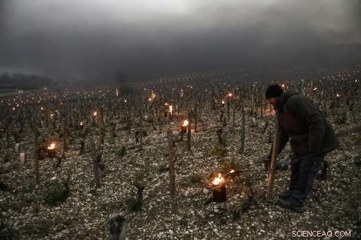 Late Spring Frost Threatens French Vineyards: Champagne & Burgundy at Risk