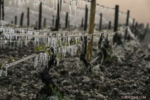 Late Spring Frost Threatens French Vineyards: Champagne & Burgundy at Risk