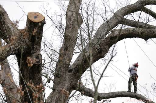 Historic 600-Year-Old White Oak Tree in Basking Ridge, N.J., Carefully Removed After Decades of Service