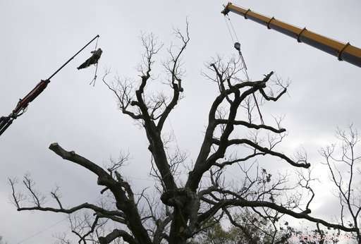 Historic 600-Year-Old White Oak Tree in Basking Ridge, N.J., Carefully Removed After Decades of Service