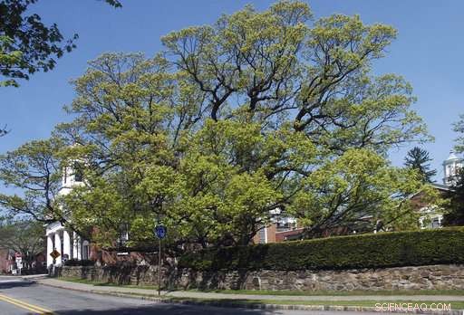 Community Reluctantly Bids Farewell to 600-Year-Old Oak Tree