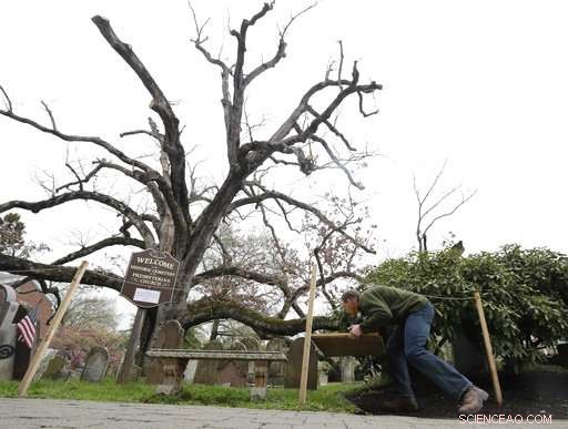 Community Reluctantly Bids Farewell to 600-Year-Old Oak Tree