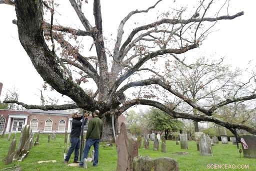 Community Reluctantly Bids Farewell to 600-Year-Old Oak Tree