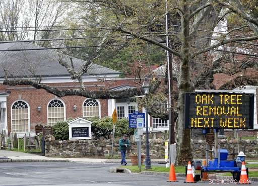 Community Reluctantly Bids Farewell to 600-Year-Old Oak Tree