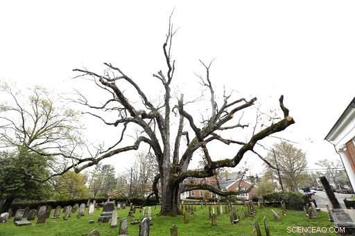 Community Reluctantly Bids Farewell to 600-Year-Old Oak Tree