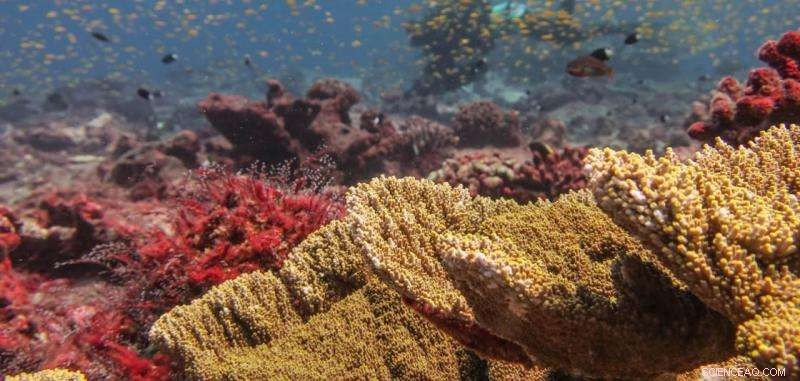 NOAA Scientists Track Coral Loss and Emerging Recovery in Central Pacific