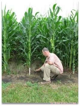 Optimizing Biofuel Corn Production: The Ideal Grass Cover for Soil Protection