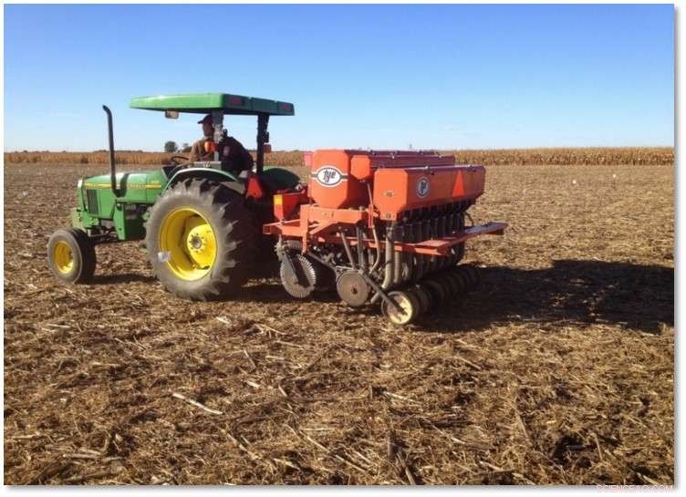 Optimizing Biofuel Corn Production: The Ideal Grass Cover for Soil Protection