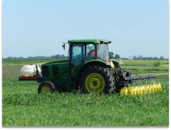 Optimizing Biofuel Corn Production: The Ideal Grass Cover for Soil Protection