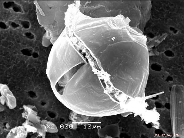 Study Links Global Warming to Rising Ocean Toxicity