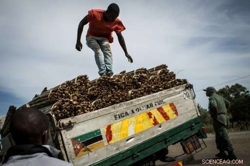 Mozambique Tackles Illegal Logging to Protect Its Tropical Forests