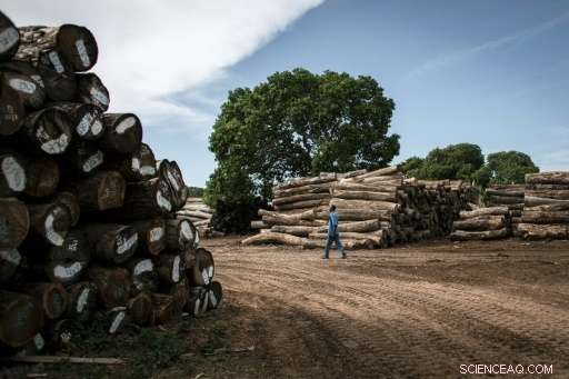Mozambique Tackles Illegal Logging to Protect Its Tropical Forests