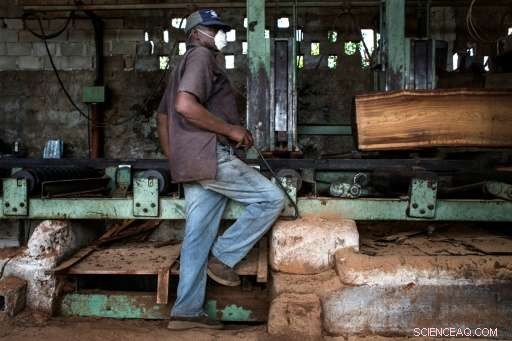 Mozambique Tackles Illegal Logging to Protect Its Tropical Forests