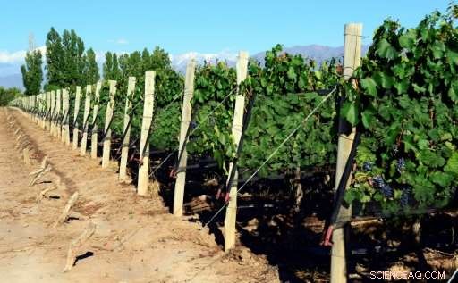Nature’s Fury: How Argentina’s Mendoza Region Protects Its Grapes