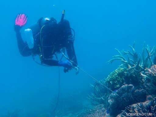 Vinegar Provides a Promising Solution Against Crown-of-Thorns Starfish on the Great Barrier Reef