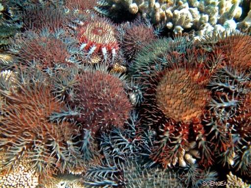 Vinegar Provides a Promising Solution Against Crown-of-Thorns Starfish on the Great Barrier Reef
