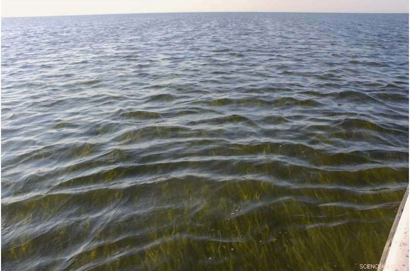 Chesapeake Bay Underwater Grasses Flourish: 8% Growth in 2015-2016 Survey