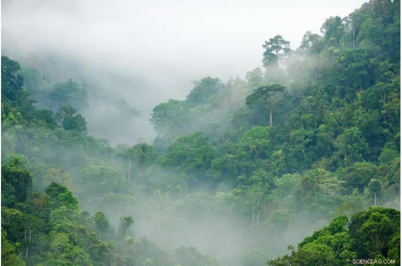 New Study Finds Tropical Forests Could Thrive in Rising Temperatures, Mitigating Climate Risks