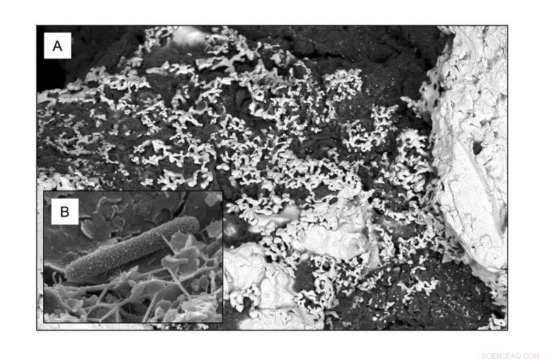 Harnessing Microorganisms to Revolutionize Industrial Gold Processing