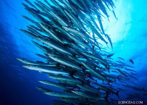 Saudi Arabian Coral Reefs: Unlocking Their Full Potential