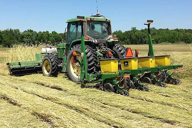 Cutting Cotton Production Costs with Strategic Cover Crops