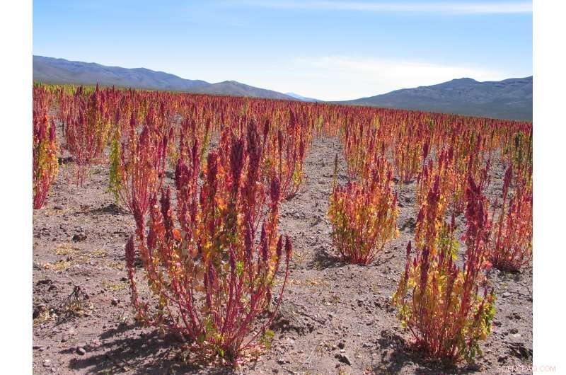 Ancient Crops: A Sustainable Solution to Climate Change Challenges