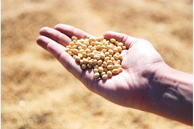 Genetically Enhanced Soybeans Promise Higher Yields Under Future Climate Challenges