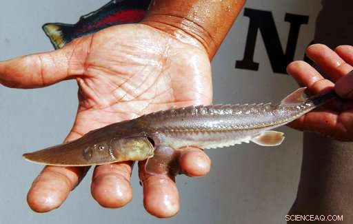 Montana Dam Project: Funding Gap Threatens Fish Passage