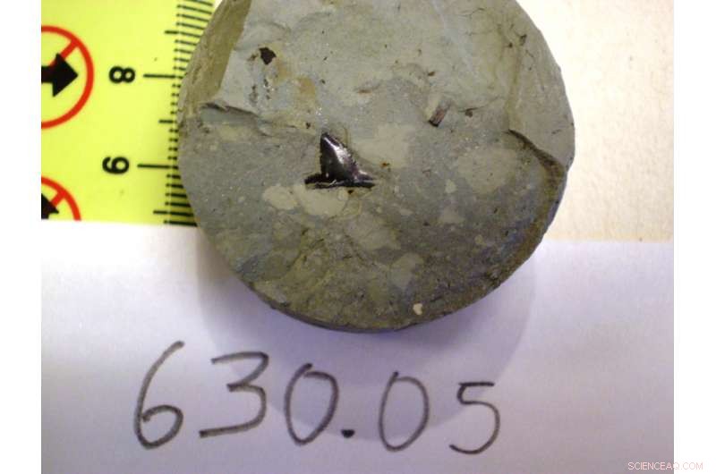 Shark Tooth Discovery Reveals Dual Earth Sinks That Flooded the Eastern Amazon