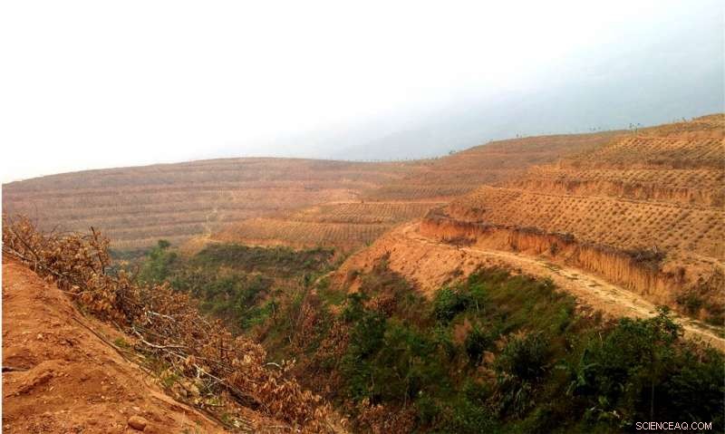 Satellite Data Reveals China’s Afforestation Scale: A Critical Assessment