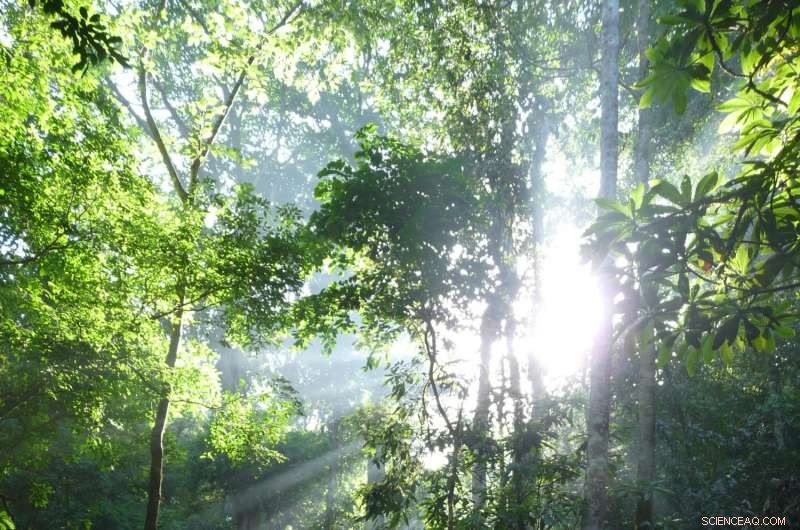 Satellite Data Reveals China’s Afforestation Scale: A Critical Assessment