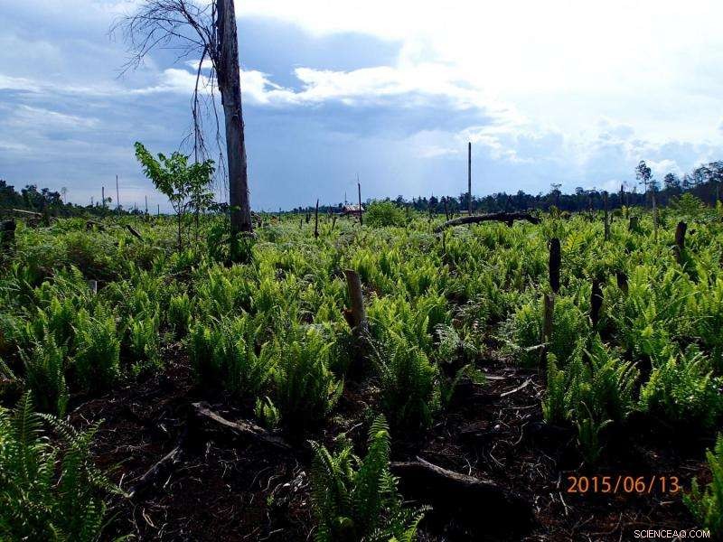 Hydrological Drought Fuels Record Wildfires Across Borneo’s Humid Tropics