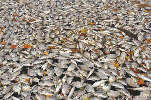 Florida s Building Boom Threatens the Wildlife‑Rich Indian River Lagoon