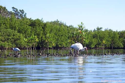 Florida s Building Boom Threatens the Wildlife‑Rich Indian River Lagoon