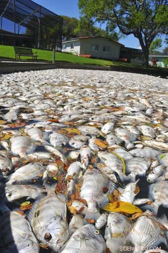 Florida s Building Boom Threatens the Wildlife‑Rich Indian River Lagoon