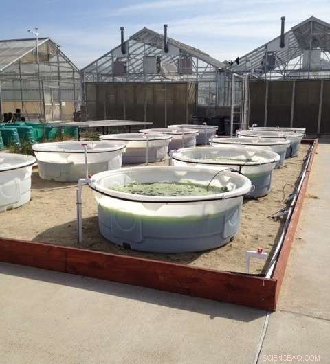 EPA Approves First Outdoor Field Trial of Genetically Engineered Algae