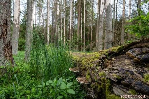 Poland Prepares to Take EU Logging Dispute Over Bialowieza Forest to Court