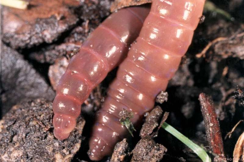 Scientists Warn: Conventional Tillage Farming Threatens Global Earthworm Populations