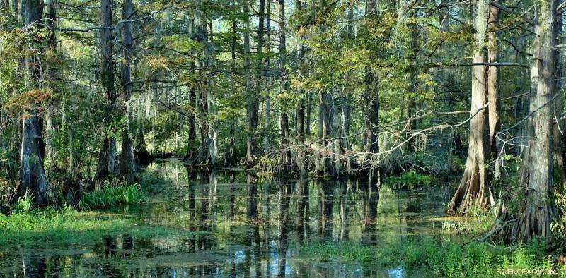 Protecting and Expanding U.S. Forests: A Key Strategy to Combat Climate Change