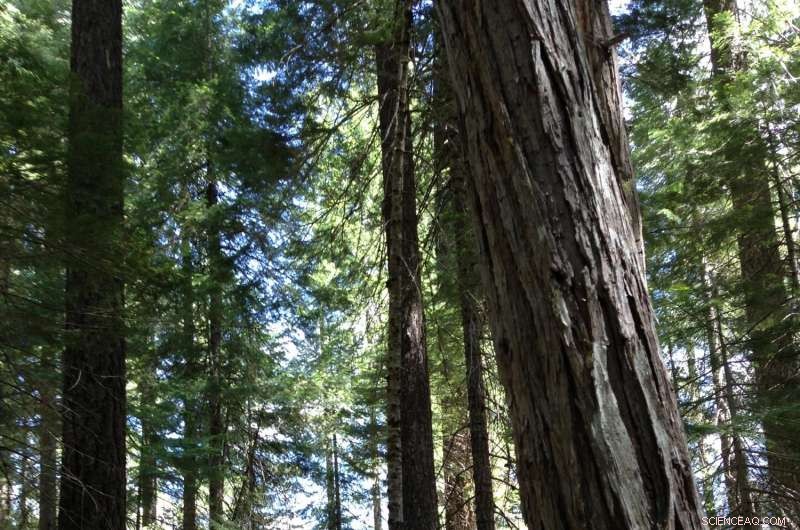UC Berkeley Study Challenges Earlier Claims About Sierra Nevada Forest Restoration