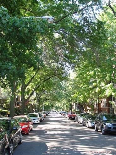 Chicago Urban Forests Under Threat: New Study Projects Warmer, Wetter Future
