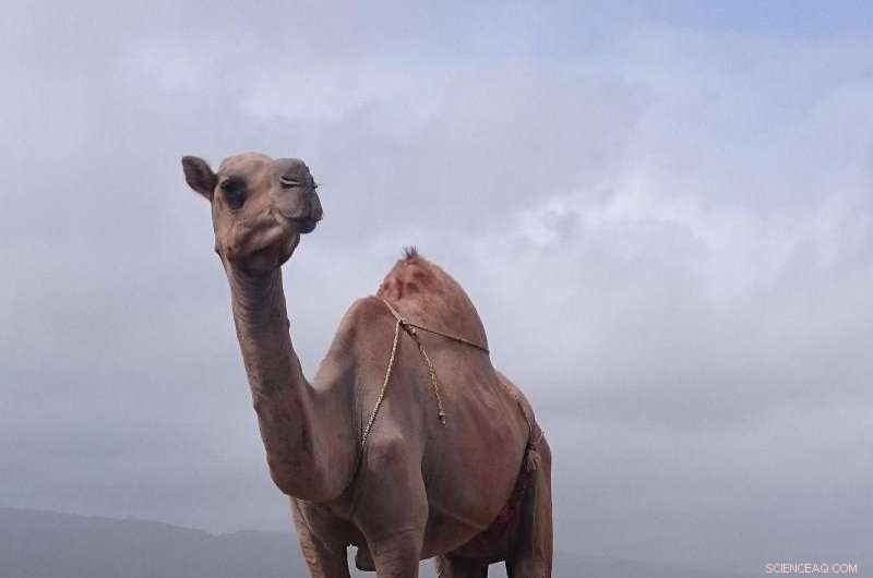 Field-Ready Mass Spectrometer Enables Rapid On-Site Gas Analysis