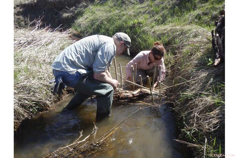 Innovative Climate Solutions: Beavers, Oysters, Cold Water, and More