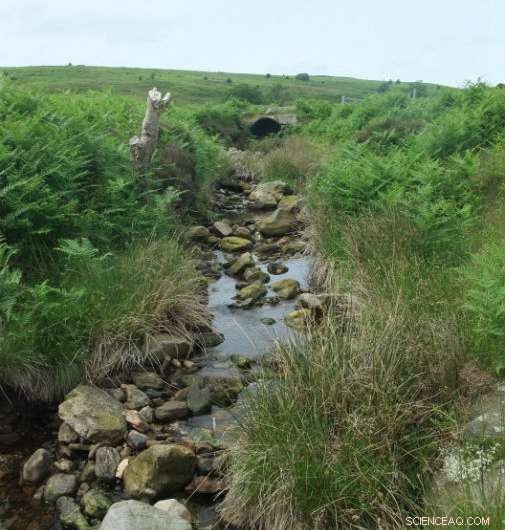 Evidence of Pollution Recovery in North York Moors Streams: Diverse Invertebrates Reveal Improvement