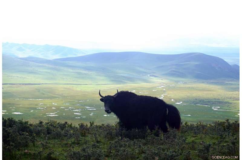 Rising Temperatures Endanger the Stability of Tibetan Alpine Grasslands