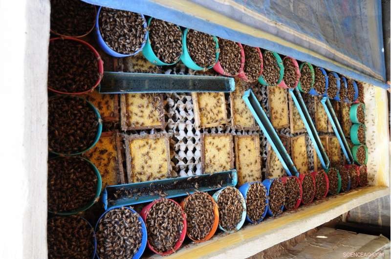 Six-Legged Livestock: Sustainable Food Production