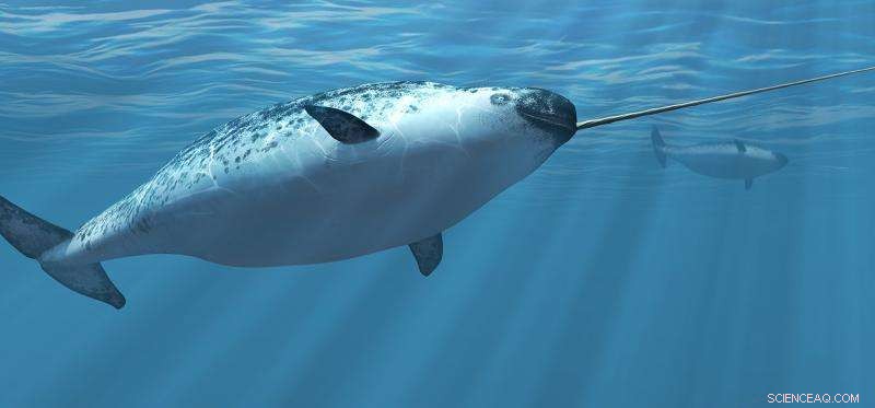 What the Arctic Reveals About Climate Change