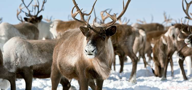 What the Arctic Reveals About Climate Change