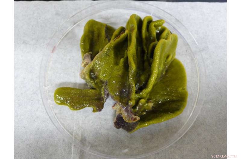 Marine Sponge Bacteria Produce Toxic, Flame-Retardant‑Like Compounds: New Study Reveals